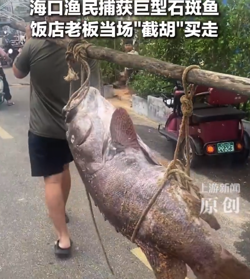 渔民捕获225斤巨型石斑鱼 当事人回应